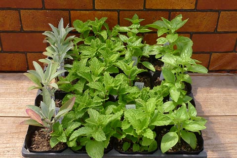 plants